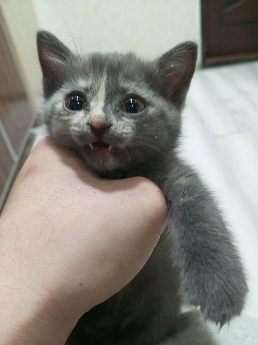 Котёнок в хорошие руки
