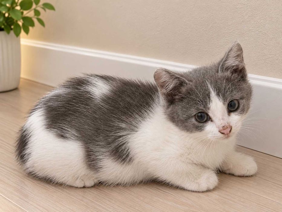 Котята ищут дом. Павлодар!