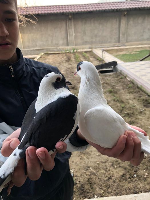 Голуби 5.000 за пара кептер голуб