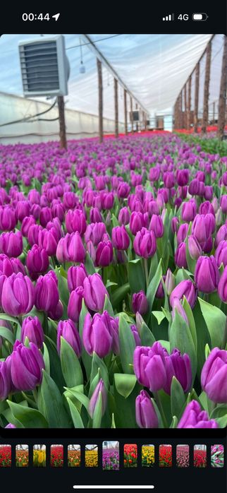 Тюльпан, тюльпаны корпаративные заказы