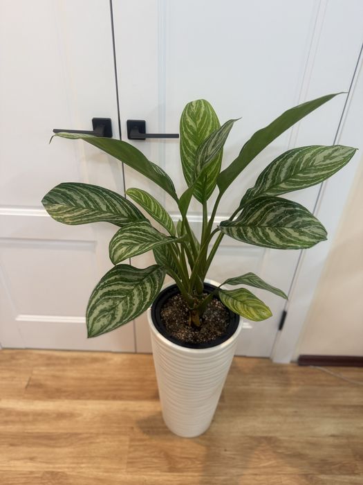 Аглаонема Страйпс в напольном горшке
