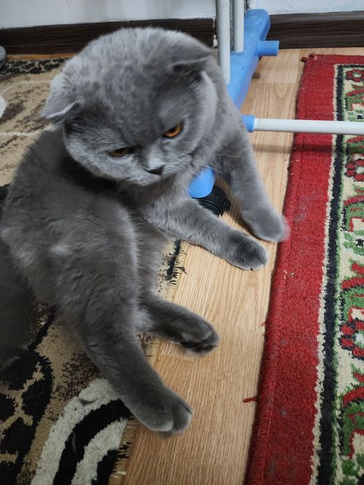 Кот на вязку!Мушук эркаги заказга.