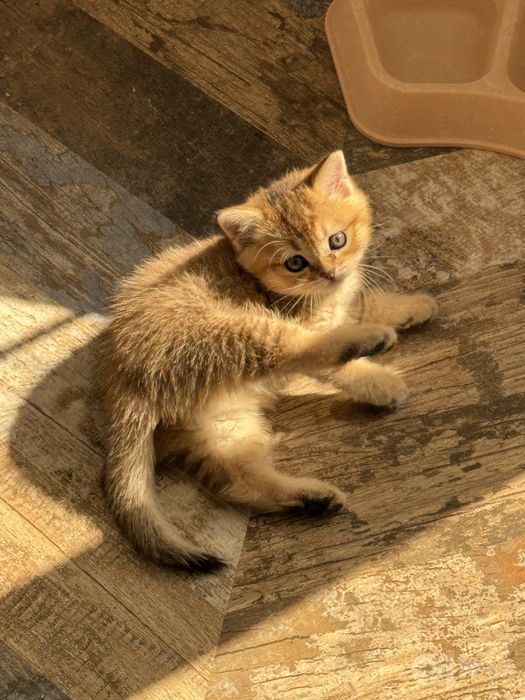 Породистые котята, продоються