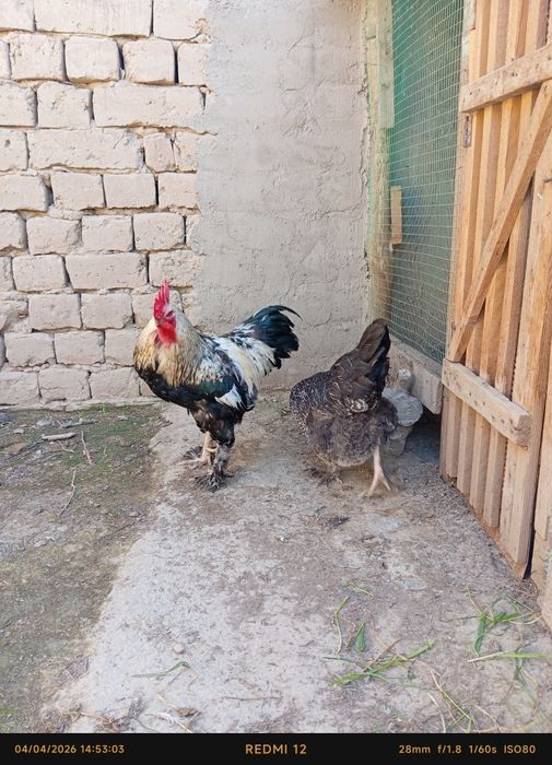 Uy tovuq va xoʻroz sotiladi