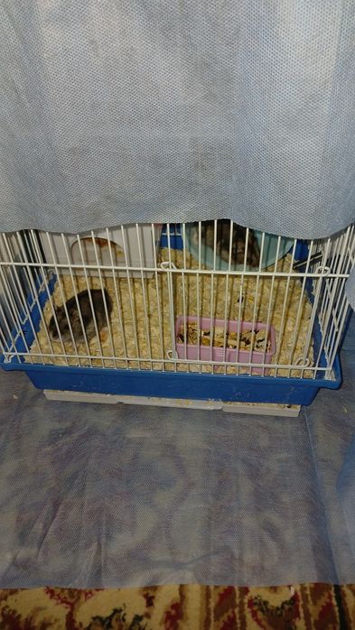 Джунгарский хомячок