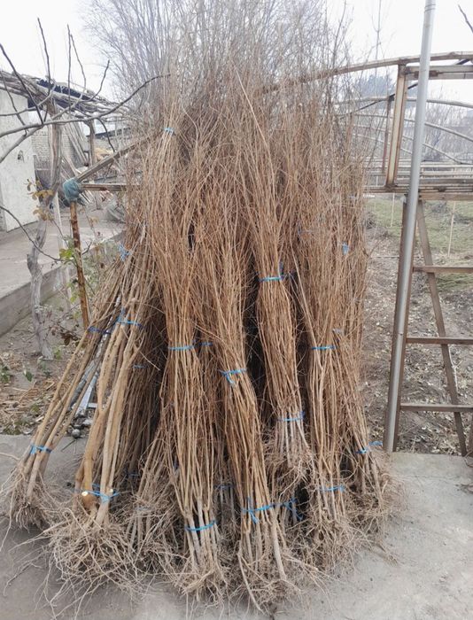 ANOR va ANJIR ko‘chatlari sotiladi