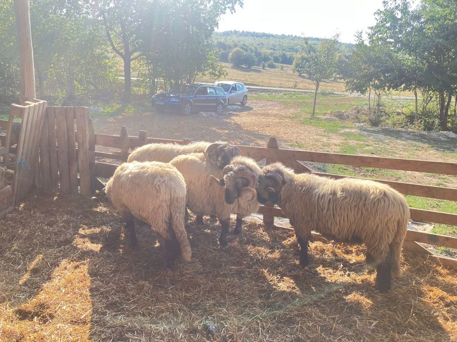 Vând berbeci bucalai