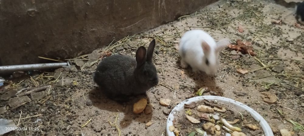 Quyon bolalari sotiladi