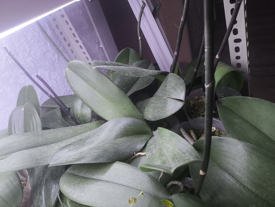 Орхидеи не цветущие в данный момент