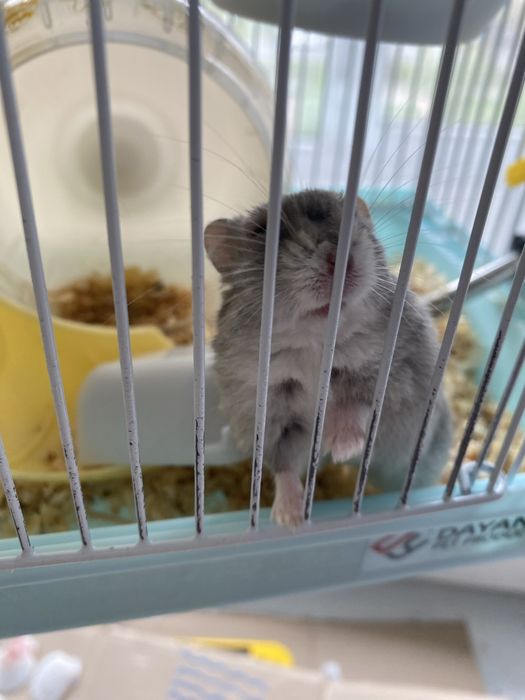 Продам хомяка джунгарика