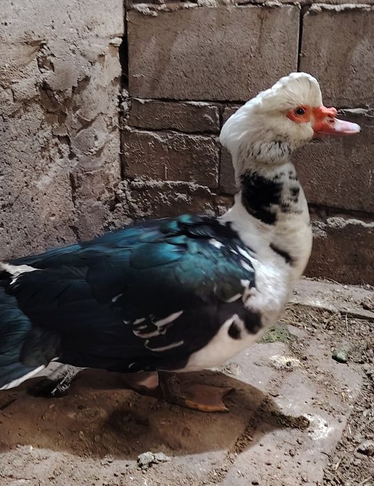 Селезень для разведения