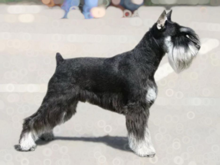 Продаём алиментного щенка ЦВЕРГШНАУЦЕРА