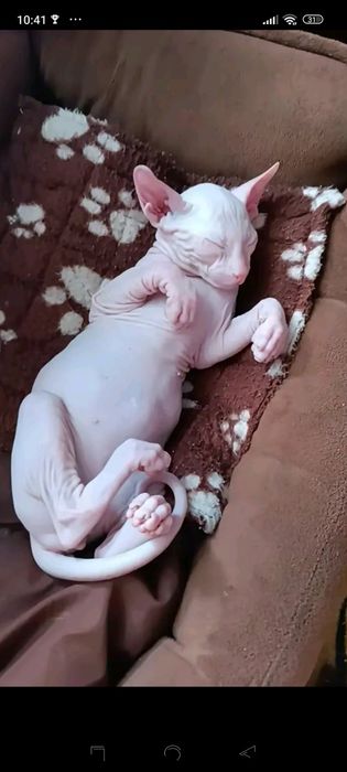 Животные кошки Донской сфинкс