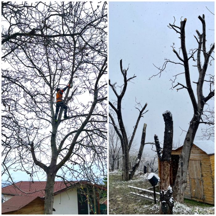 Професионално рязане на опасни дървета