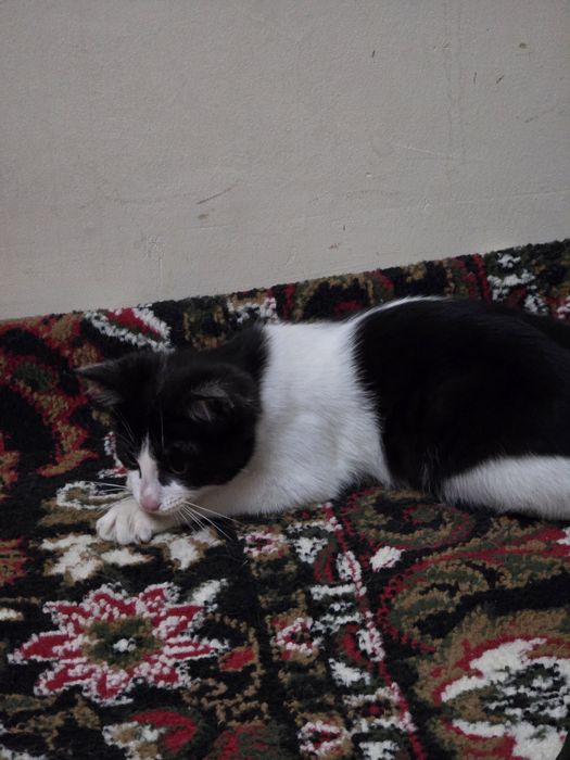 Отдам котенка в хорошие руки