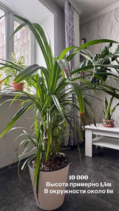 Продам комнатные цветы