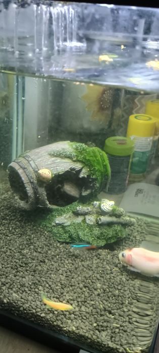 Acvariu cu pesti si accesorii