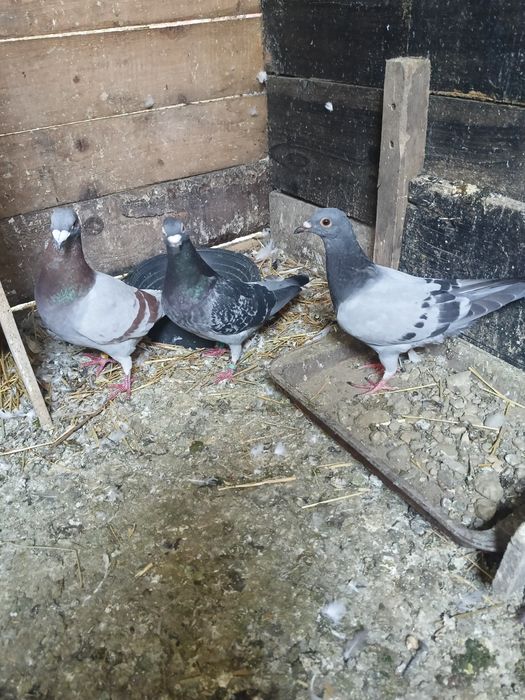 Porumbei diferite rase