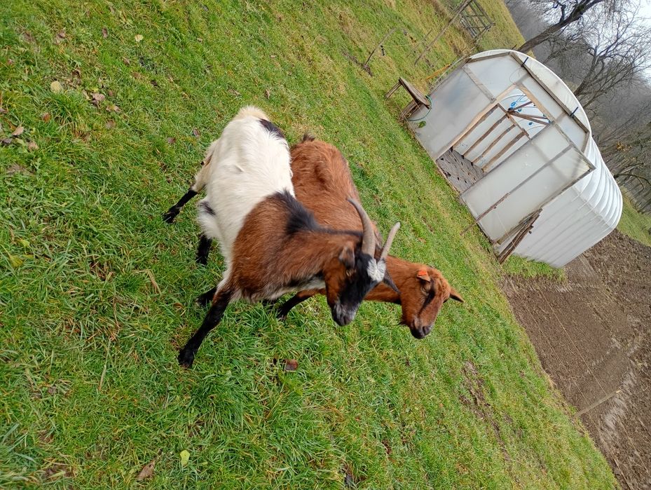Vând capre alpin, pentru detalii la telefon