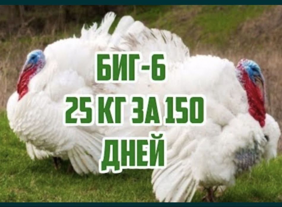 Big6 Kurka jöjalari sotiladi