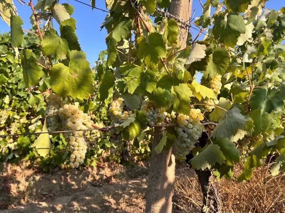 Vand Struguri de Vin