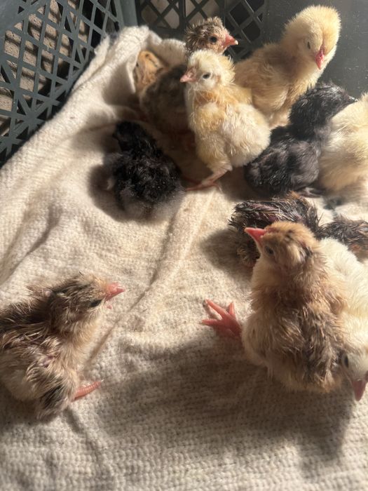 Продам цыплят по 550 тг
