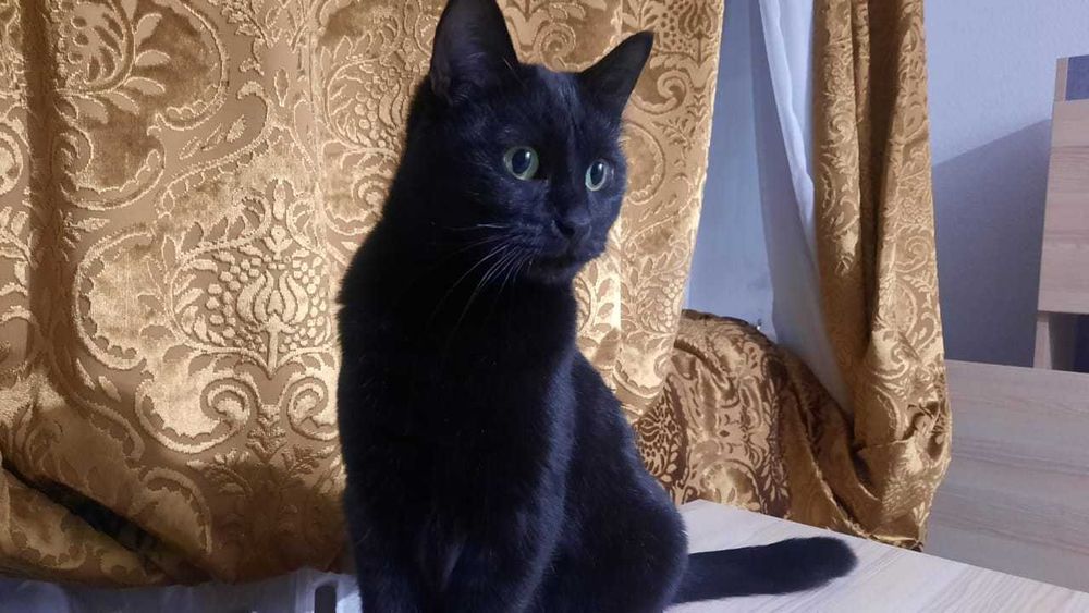 Мини пантера ищет человека чтобы любить