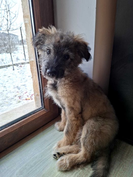 Donez catelusa metis 4 luni