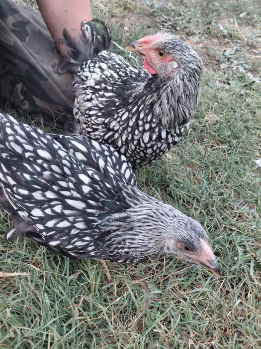 Виандоты куры продам