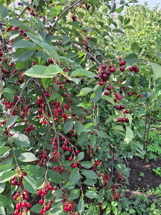 Продается таразкая ВИШНЯ