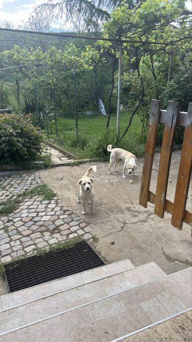 Подаряват се кученца