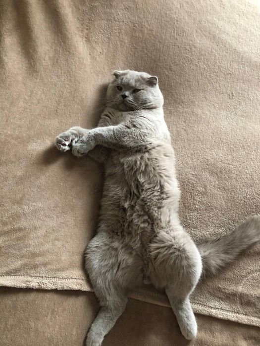 Шотландский вислаухий кот