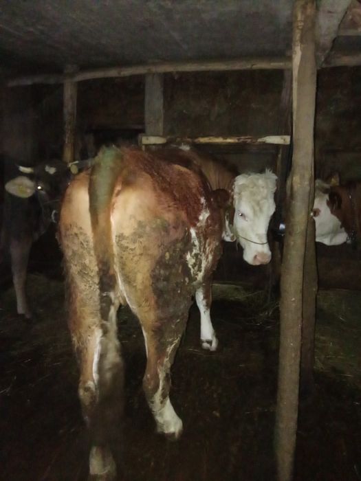 Vând junincă gestantă