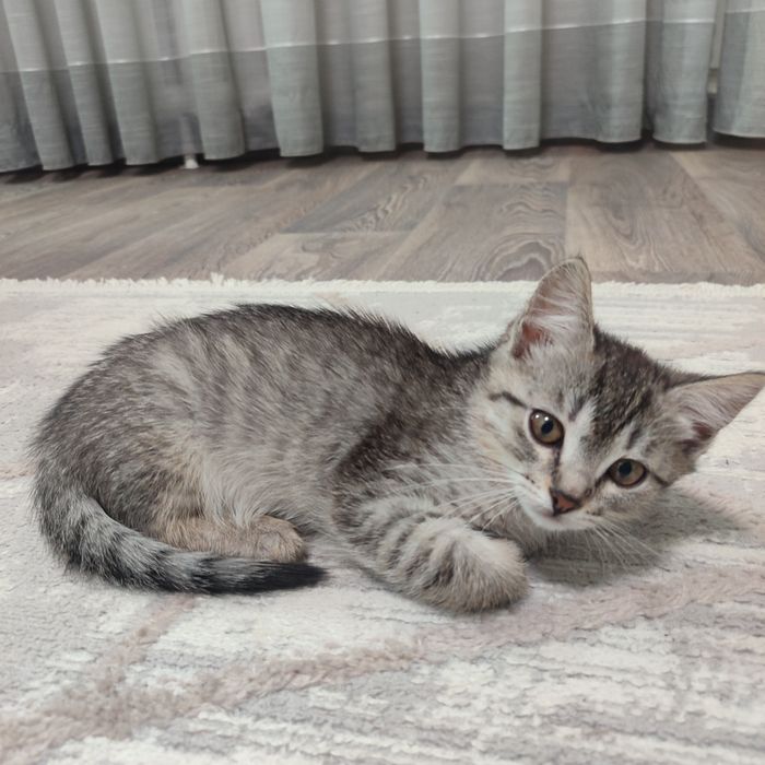 Котята ищут дом, отдам в добрые руки