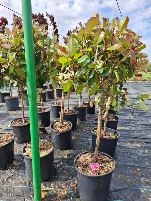 Vând tuia leylandii chiparos la oferta