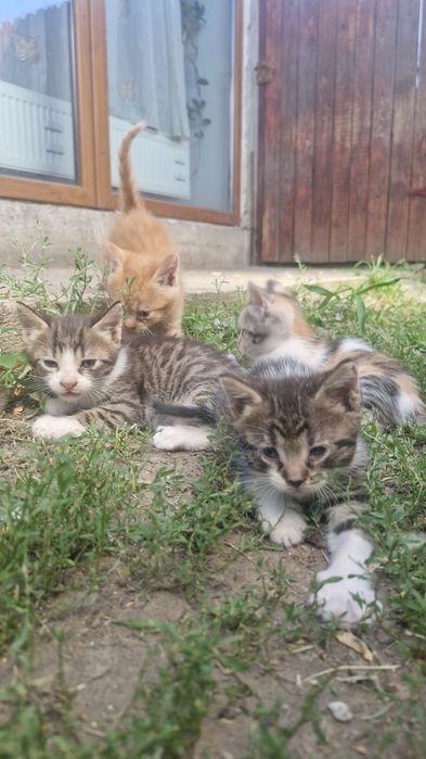 Pisicuți spre adopție