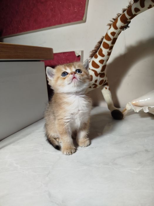 Мальчик скотиш страйт 13.04.26г