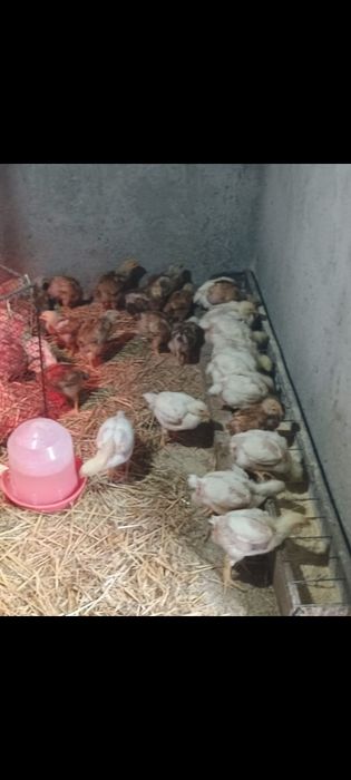 Pui de gaina si bibilici