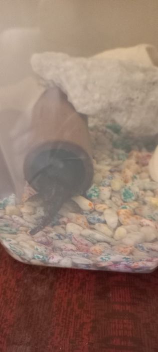 Продаются Анциструсов