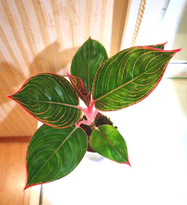 Аглаонема Peter Pan