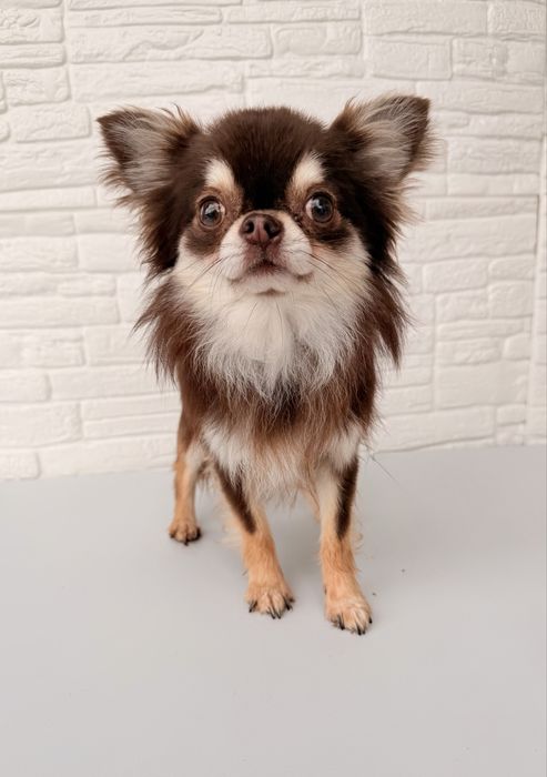 Мъжко дългокосместо чихуахуа