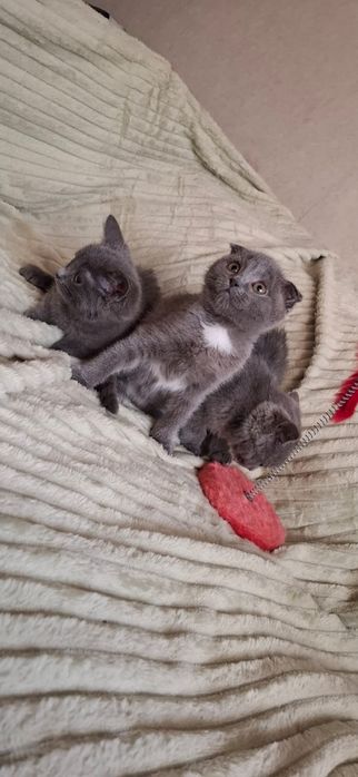 Шотландские котята