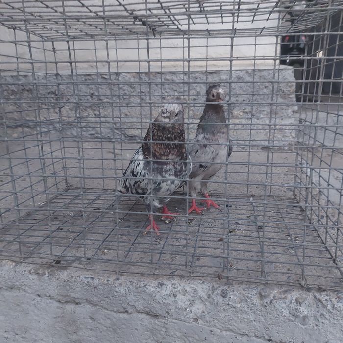 Челкар двух чуби пара гатовый лет с игрой