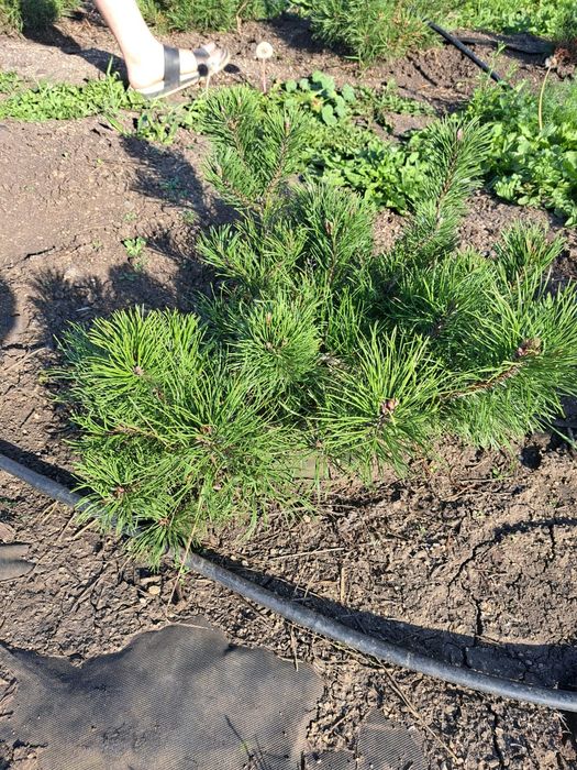 Озеленение участка