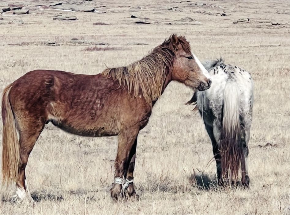 Полутяж құнан сатылады