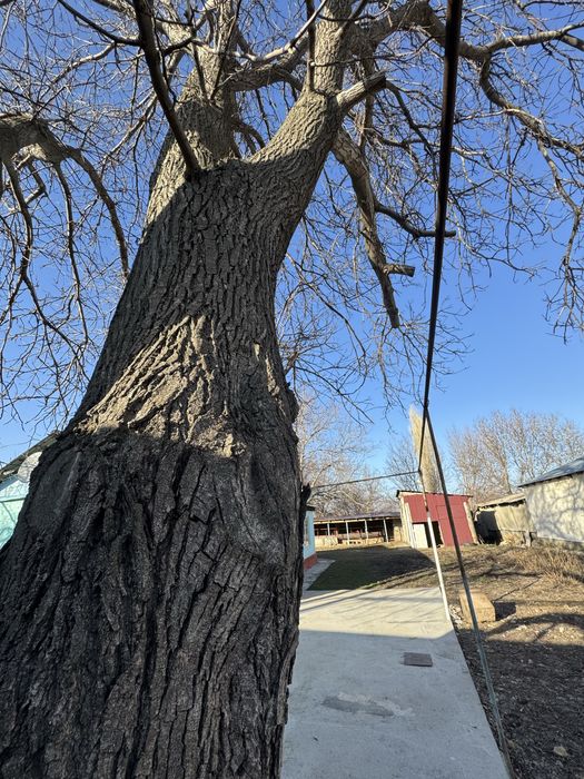 Жаңғақ ағашы бар, орех, жангак тал.