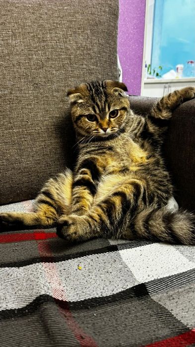 Кошка домашнее животное