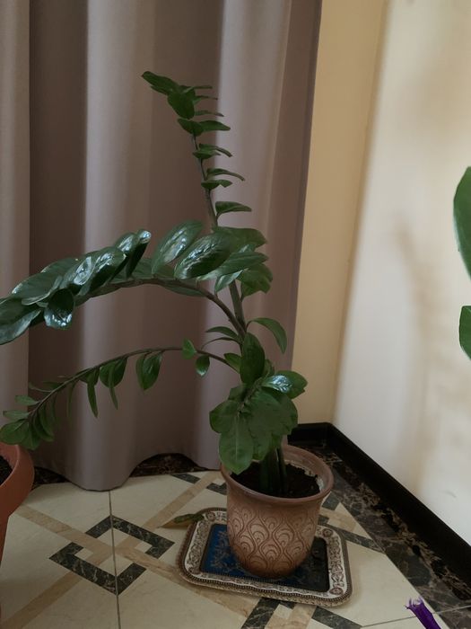 Комнатный цветок