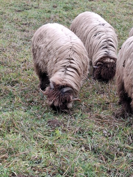 Vand 3 berbeci bucalai