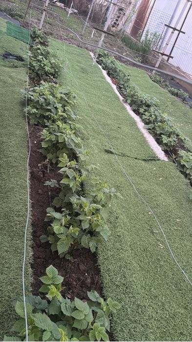 Саженцы  малины сорт Полька